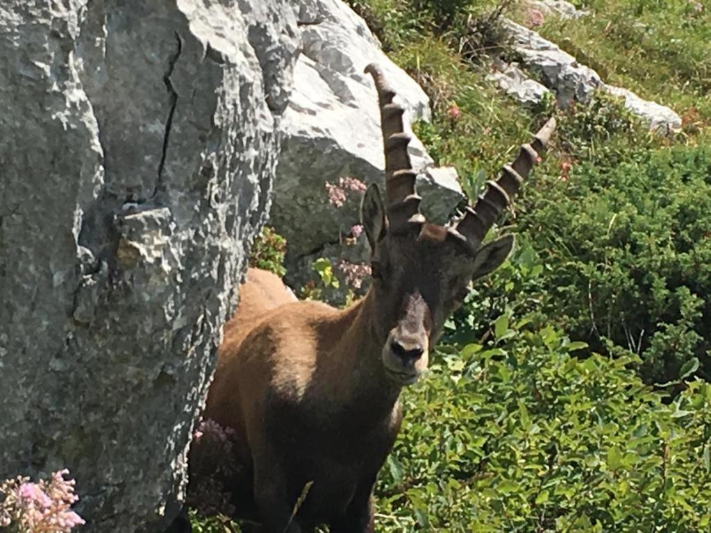 A Due Passi Affittacamere - Ovaro Esterno foto